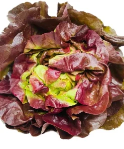 roter Kopfsalat