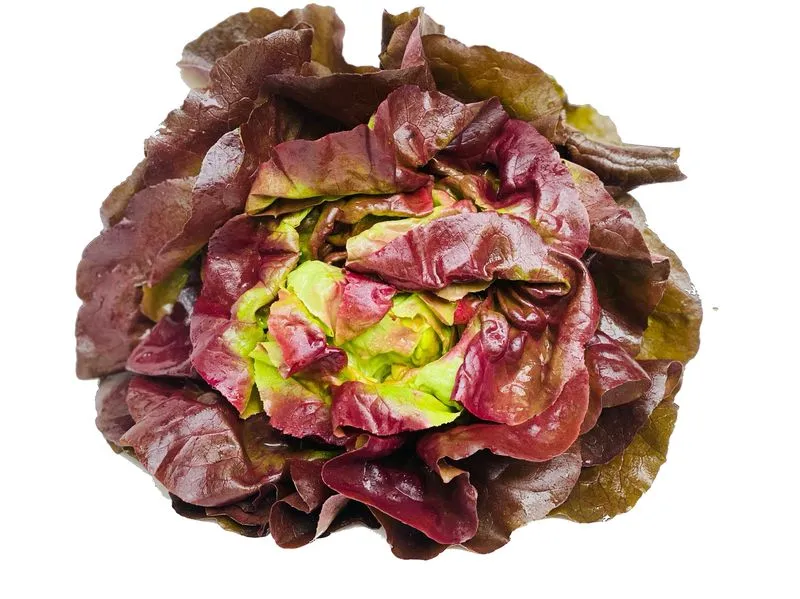 roter Kopfsalat