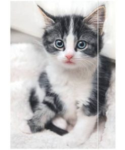 Zeichenmappe Katze – A3, 3 Klappen mit Gummizug, Karton