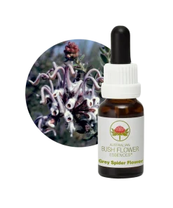 AU Grey Spider Flower, 15ml