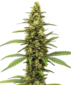 Amnesia Kush Regulär