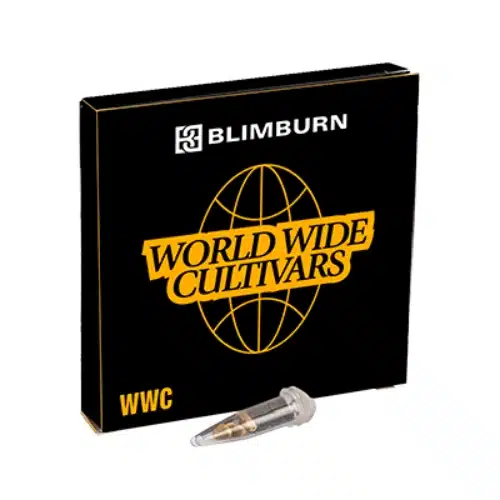 Auto CBD Haze (1:1) – Bild 2