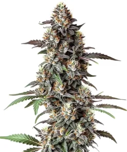 Critical Purple Regulär