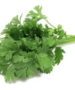 Frischer Koriander