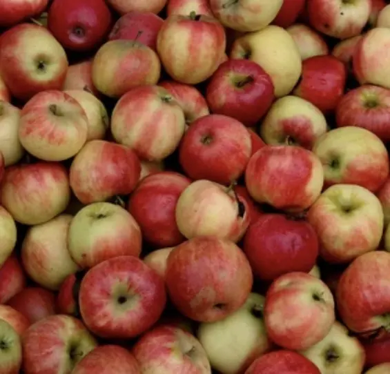 Elstar Apfel – süss-säuerlich – Deutschland – Bild 2