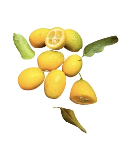 Kumquat – Zwergorange