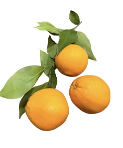 Sizilianische Orangen🌿 -Unbehandelt🍊