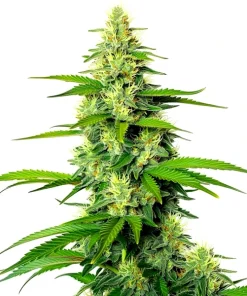 White Widow x California Snow Auto