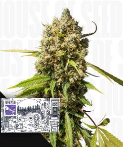 Auto Elephant – House of Seeds