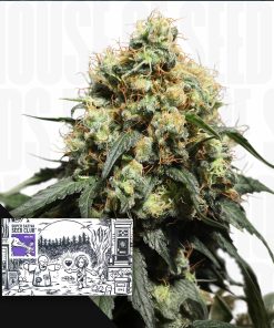 Bruce Lemon Diesel – House of Seeds
