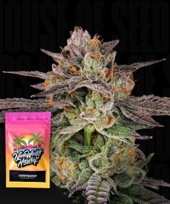 Candyqueso – House of Seeds