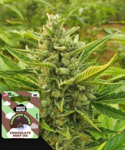 Chocolate Mint OG – House of Seeds
