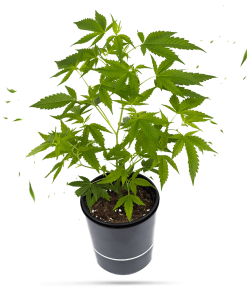 Gorilla Zkittlez Steckling