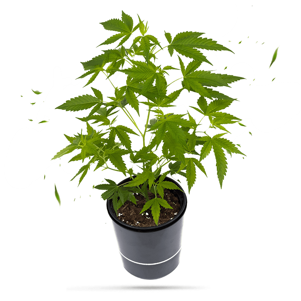 Gorilla Zkittlez Steckling