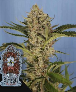 Herz OG Auto – House of Seeds