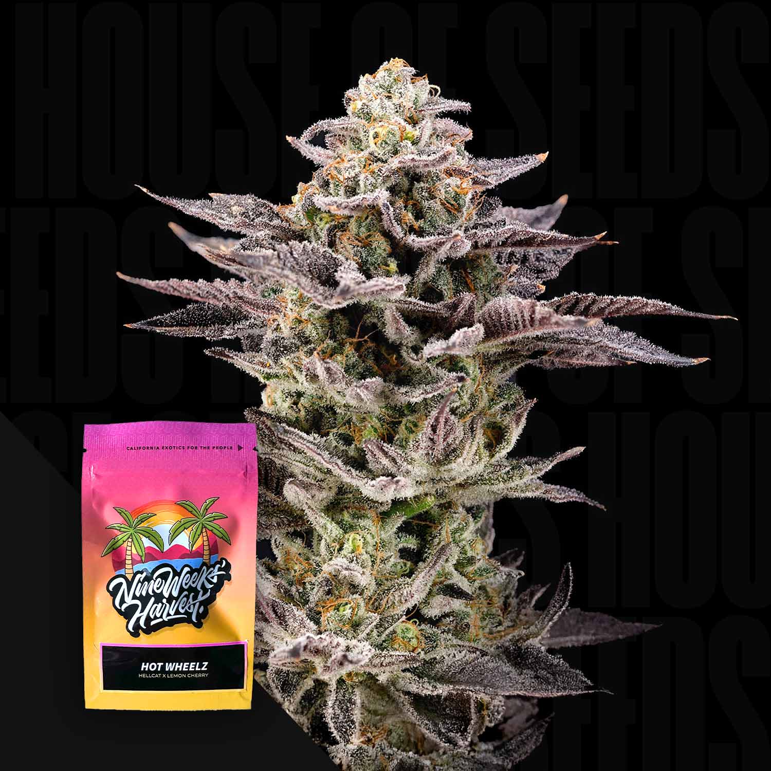 Hot Wheelz – House of Seeds