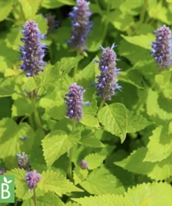 Anisysop / Agastache