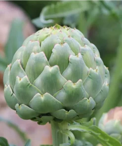 Artischocke „Imperial Star“