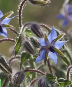 Borretsch officinale