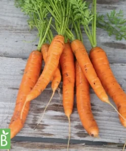 Möhre „Nantaise“