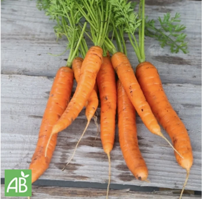 Möhre „Nantaise“