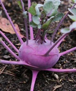 Kohlrabi „Azur Star“
