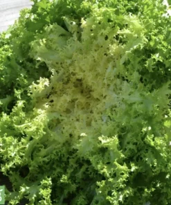 Frisée de Meaux