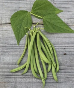 Buschbohne „La Victoire“