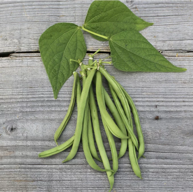 Buschbohne „La Victoire“