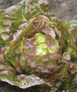 Kopfsalat „Merveille des 4 Saisons“