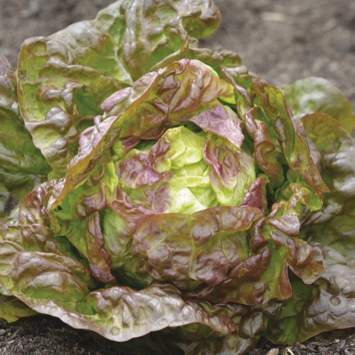 Kopfsalat „Merveille des 4 Saisons“