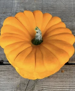 Sommerkürbis „Patisson Orange“