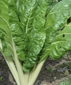 Grüner Schnittmangold