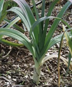 Winterlauch „D’Hiver de Saint-Victor“