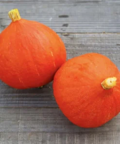 Hokkaido-Kürbis „Potimarron“