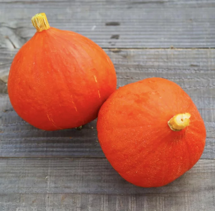 Hokkaido-Kürbis „Potimarron“