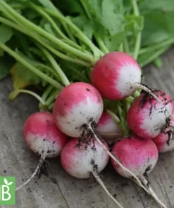 Radieschen „National 2“
