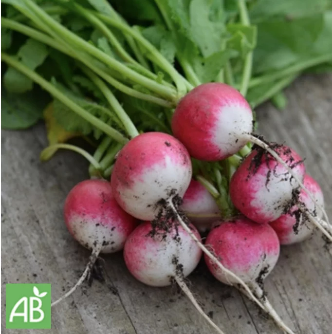 Radieschen „National 2“