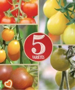 Kirschtomaten Mischung