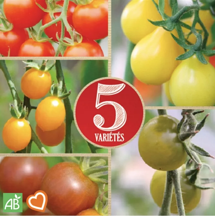 Kirschtomaten Mischung