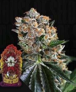 Malasaña Cookies – House of Seeds