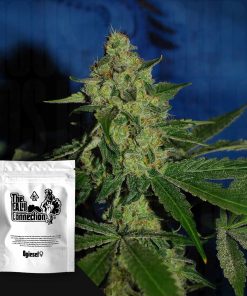 OGiesel – House of Seeds