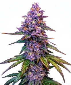 Purple Lemonade Auto