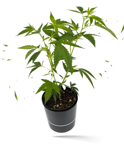 Runtz x Layer Cake Steckling