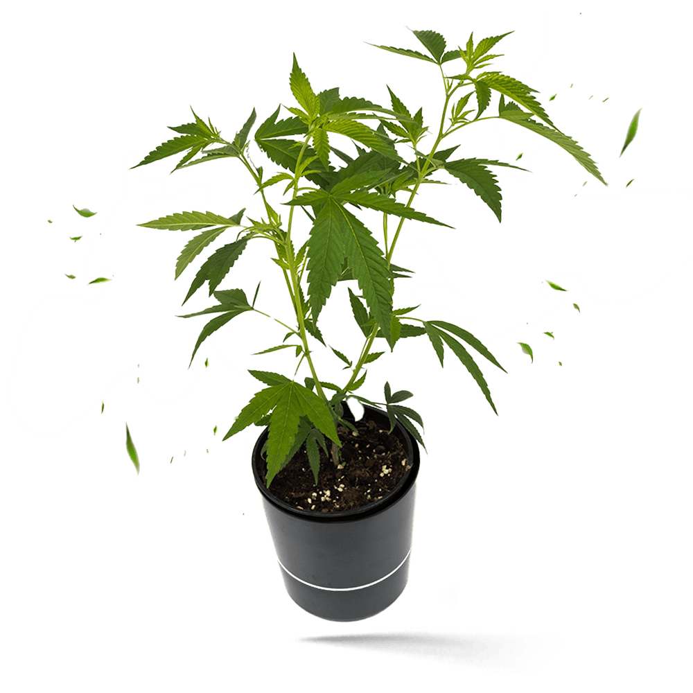 Runtz x Layer Cake Steckling