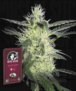 Silver Haze – House of Seeds