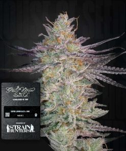 Super Lemon Haze x GMO – House of Seeds
