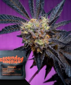 Zoapaya – House of Seeds